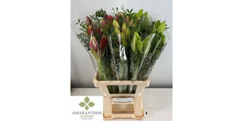 Amaryllis Bq Mixed X3 70cm A1