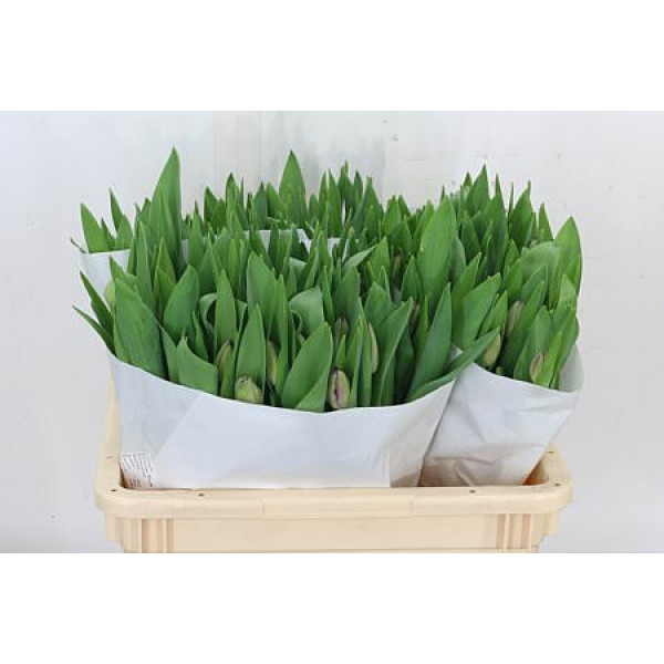 Tulips Freesias Curly Sue 38cm A1