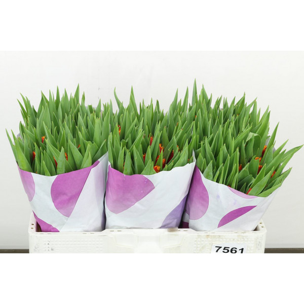 Tulips Freesias Fabio 35 A1Orange