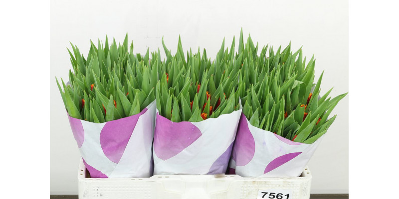 Tulips Freesias Fabio 35 A1Orange