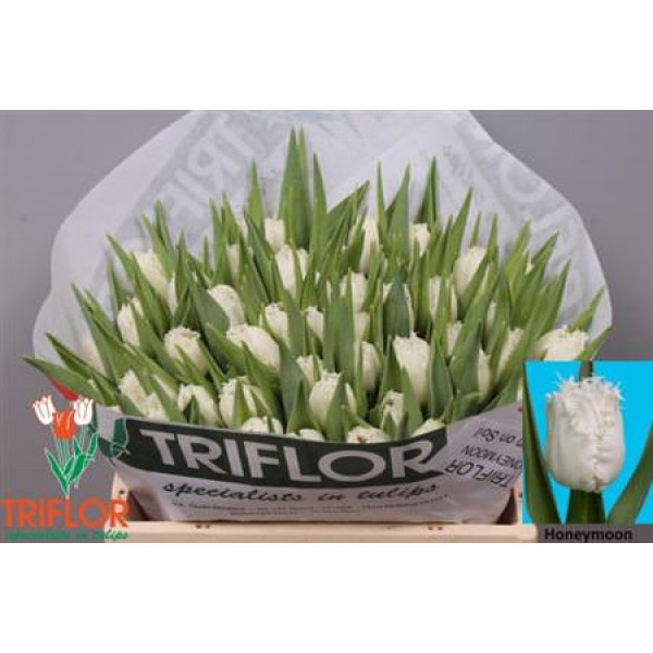 Tulips Freesias Honeymoon 34cm A1 Col-White