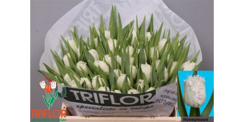 Tulips Freesias Honeymoon 34cm A1 Col-White