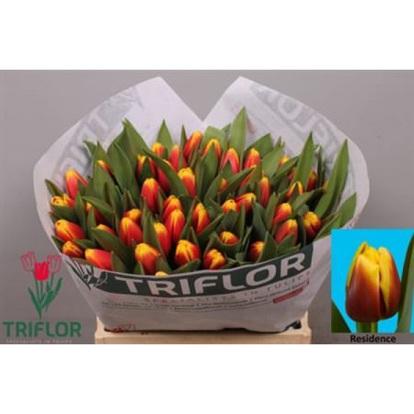 Tulips En Residence 37cm A1