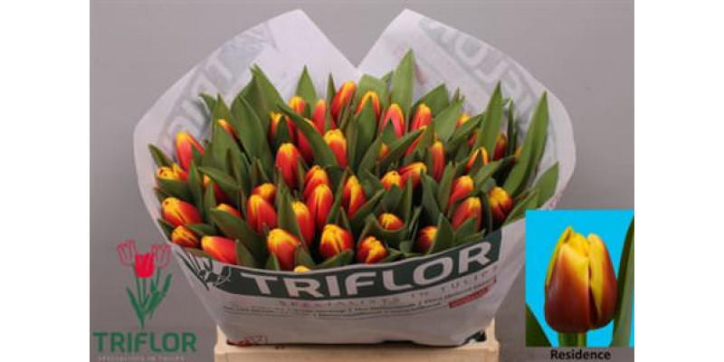 Tulips En Residence 37cm A1