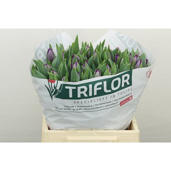 Tulips En Saigon 41 cm A1