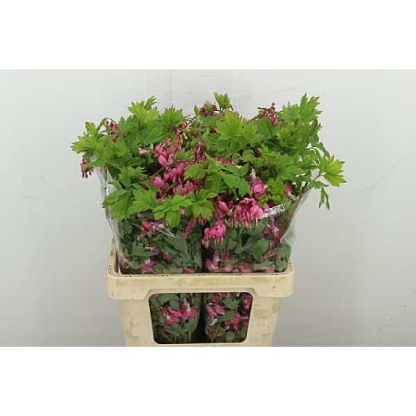 Dicentra Spectabilis 65 cm A1