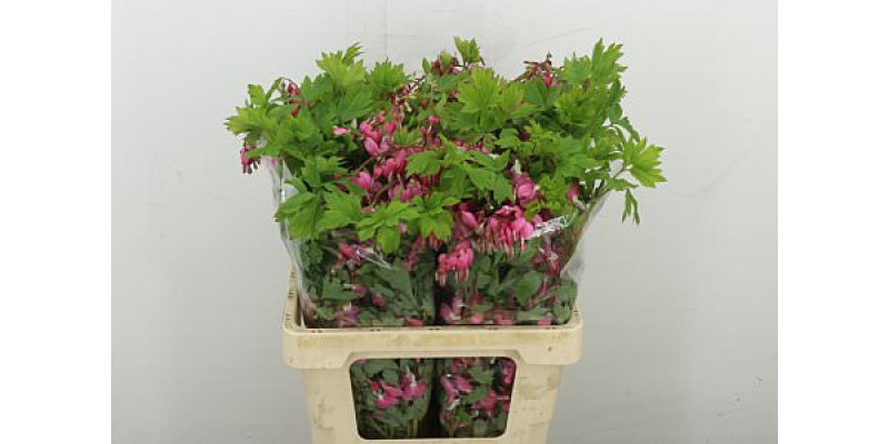 Dicentra Spectabilis 65 cm A1