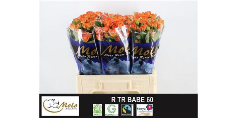Rose Tr Babe 60cm A1 Col-Orange