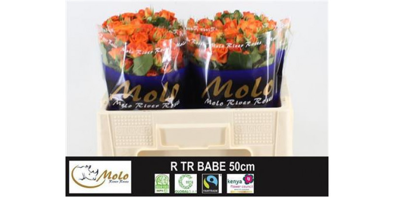 Rose Tr Babe 50cm A1 Col-Orange