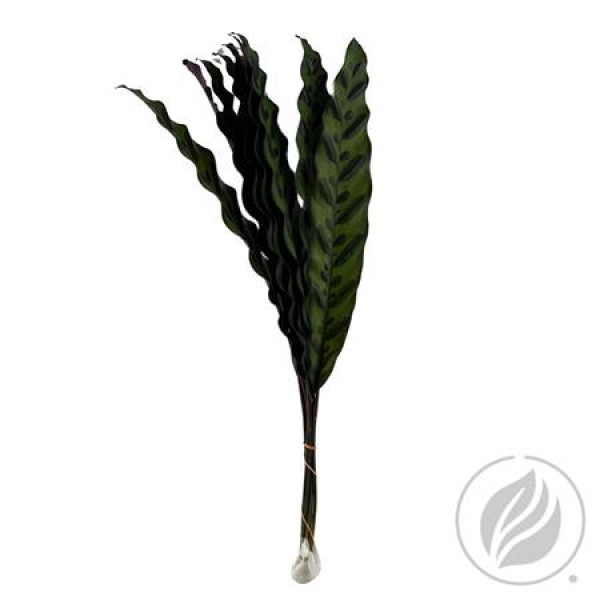 Calathea Insignes 50cm 50 cm A1