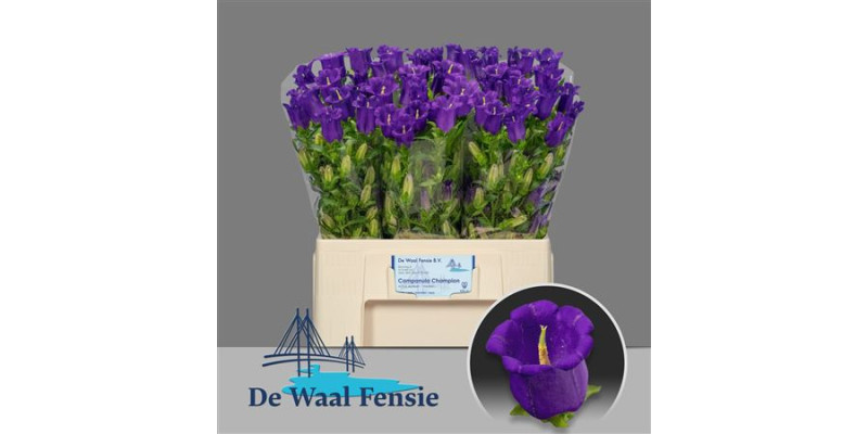 Camp M Champion Blue 60 cm A1