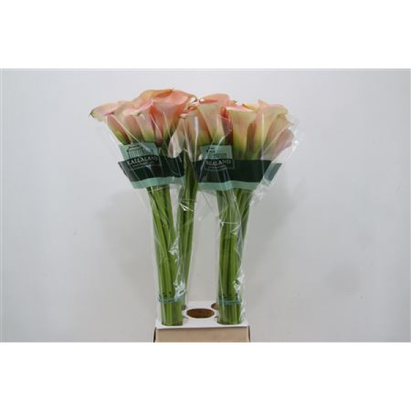 Zanthedeschias Calla Lilly Capt Rosette 90cm A1