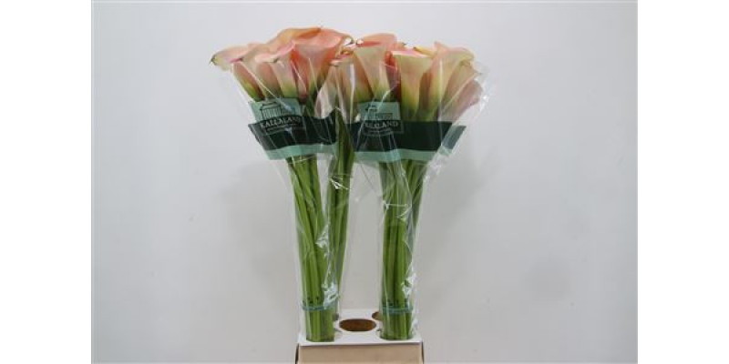 Zanthedeschias Calla Lilly Capt Rosette 90cm A1