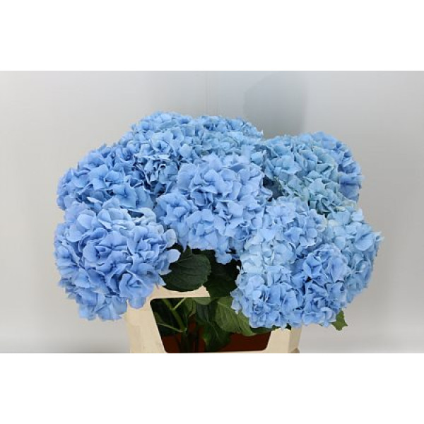 Hydrangea M Challenge Bl 80cm A1 Col-Blue