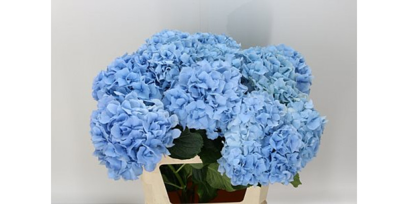 Hydrangea M Challenge Bl 80cm A1 Col-Blue