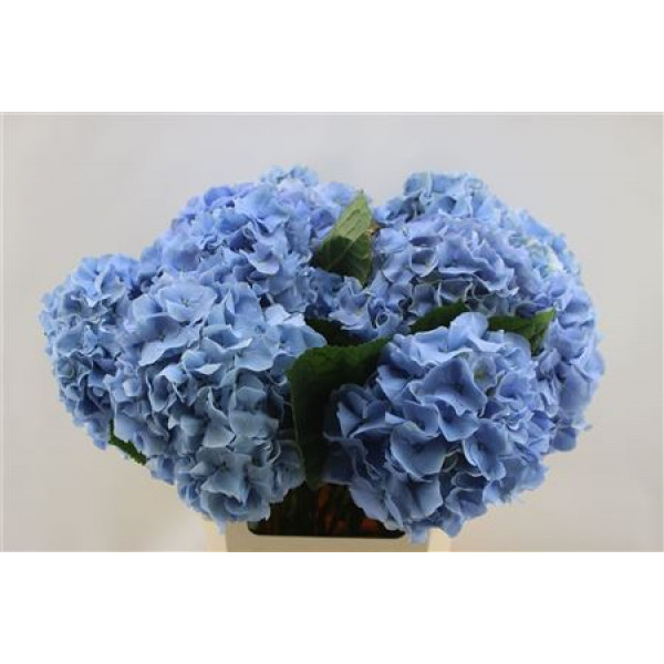 Hydrangea M Challenge Bl 60cm 60cm A1