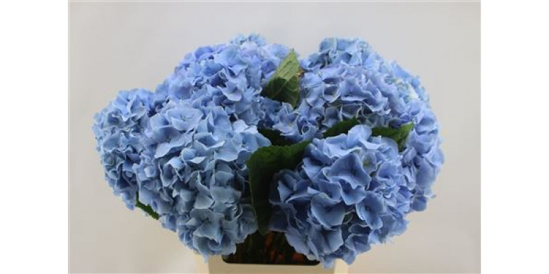 Hydrangea M Challenge Bl 60cm 60cm A1