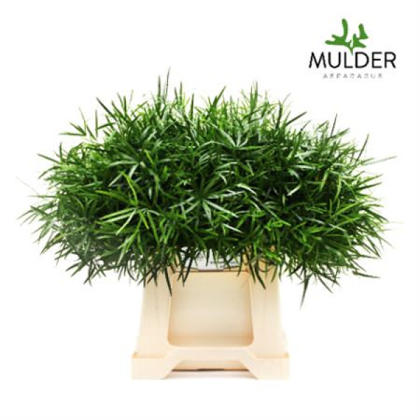 Dec Asperagus  Falcatus 40cm Per 50 40 cm A1