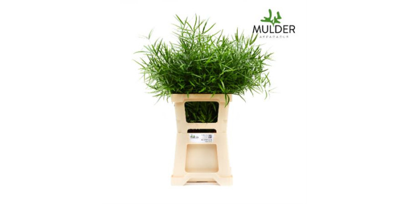 Dec Asperagus  Falcatus 60 Cm 60 cm A1