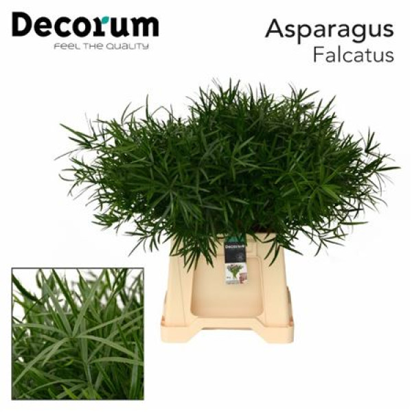 Asparagus Dens Falcatus 40 cm A1