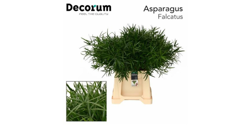 Asparagus Dens Falcatus 40 cm A1