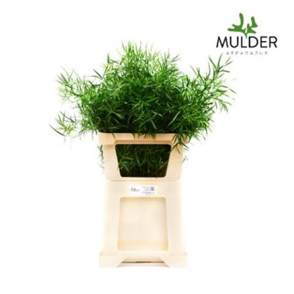 Asparagus Dens Falcatus 50 cm A1