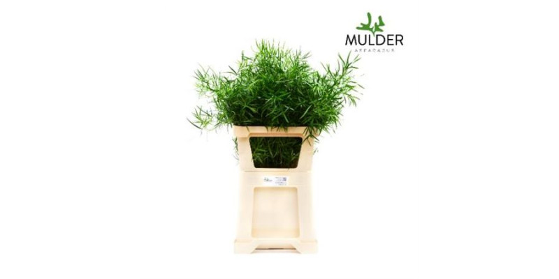 Asparagus Dens Falcatus 50 cm A1