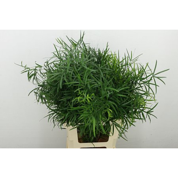 Asparagus Dens Falcatus 60 cm A1