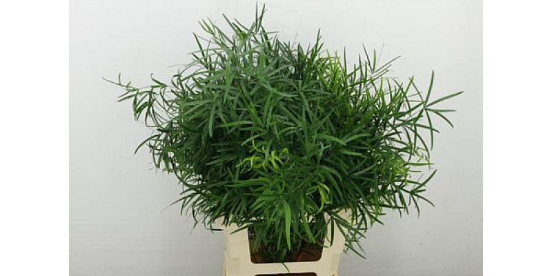 Asparagus Dens Falcatus 60 cm A1