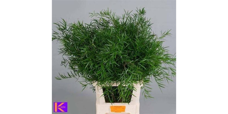 Asparagus Dens Falcatus 80 cm A1