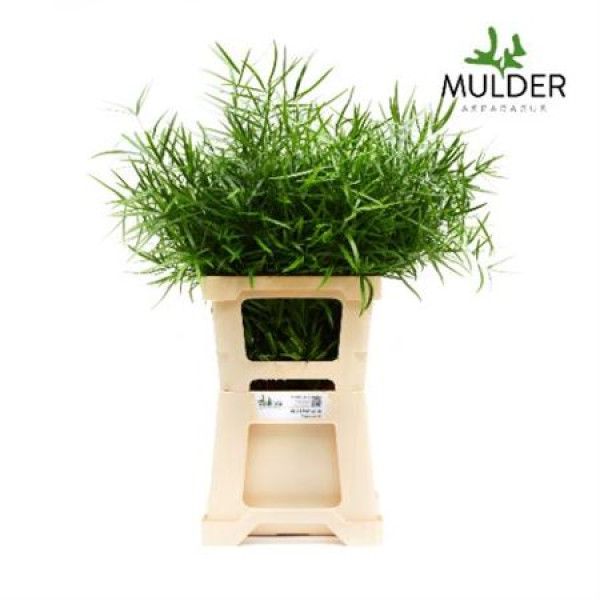 Dec Asperagus  Falcatus 60cm 60 cm A1