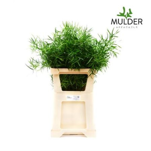 Dec Asperagus  Falcatus 80cm 80 cm A1