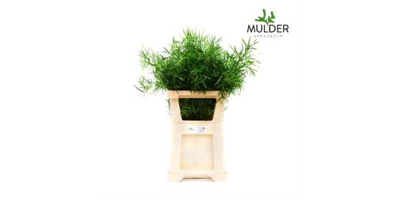 Dec Asperagus  Falcatus 80cm 80 cm A1