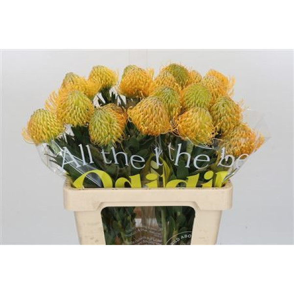 Nutans Haw Catherinae 60 cm A1