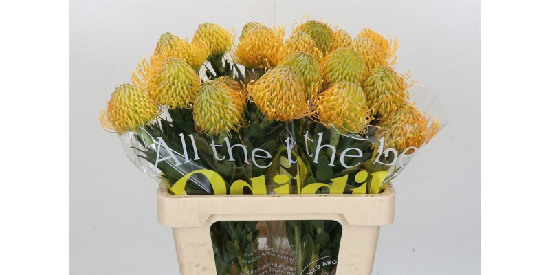Nutans Haw Catherinae 60 cm A1