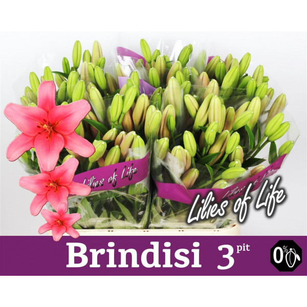 Lillys La Brindisi 3+ 75cm A1 Col-Pink