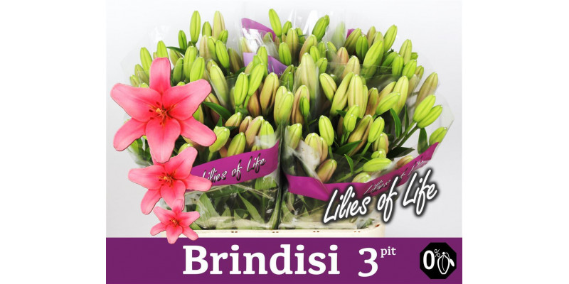 Lillys La Brindisi 3+ 75cm A1 Col-Pink