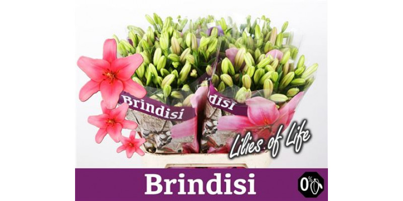 Lillys La Brindisi 5+ 90cm A1 Col-Pink