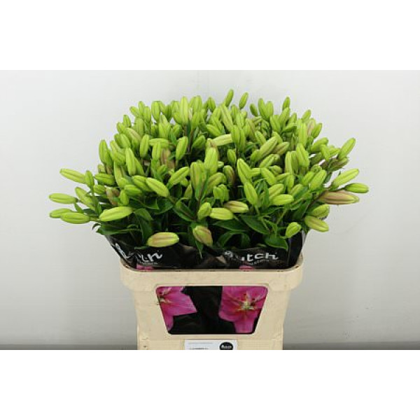 Lillys La Brindisi 4+ 85 cm A1