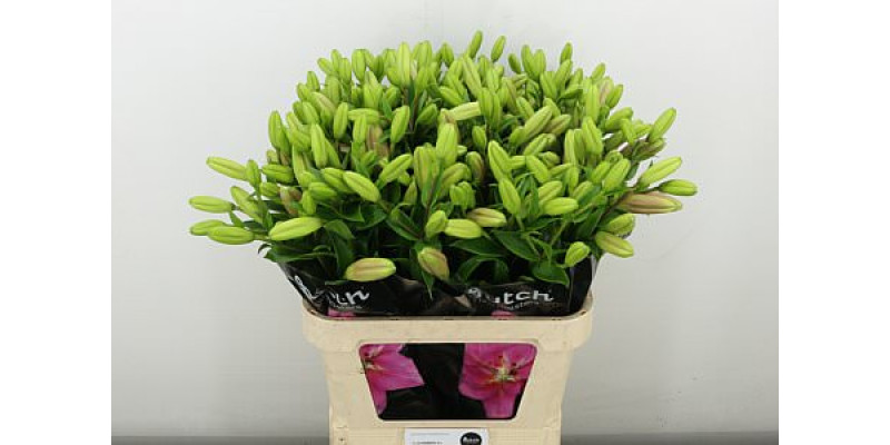 Lillys La Brindisi 4+ 85 cm A1