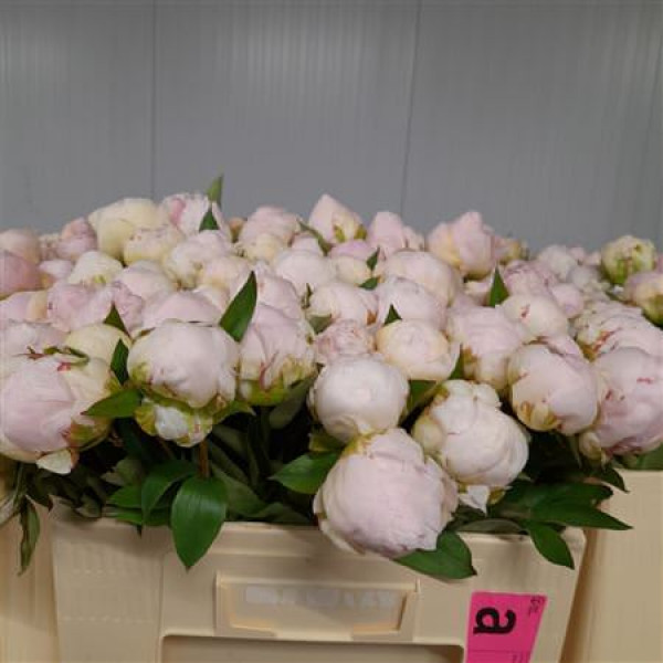 Paeonia Mothers Choice 50cm A1