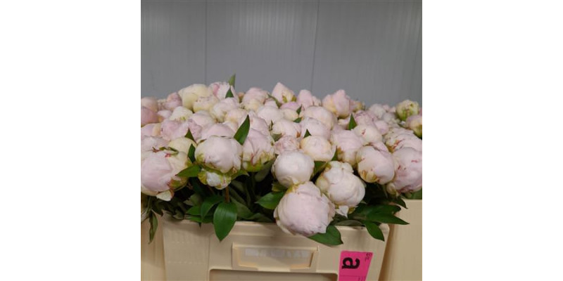 Peonies Mothers Choice 50cm A1