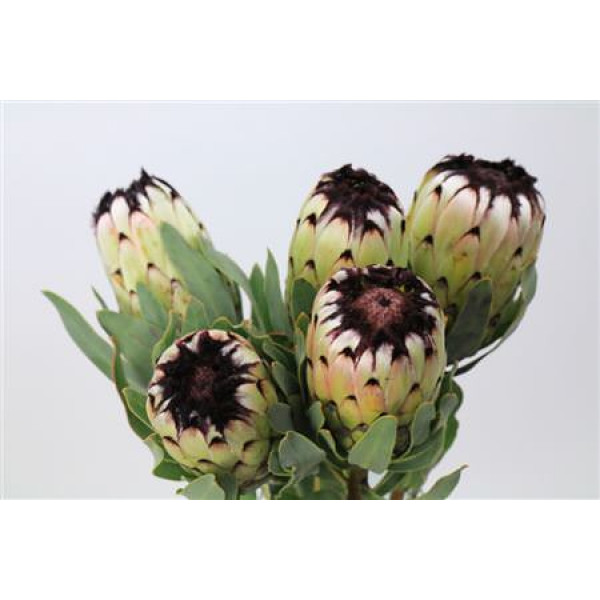 Protea Niobe 40cm A1