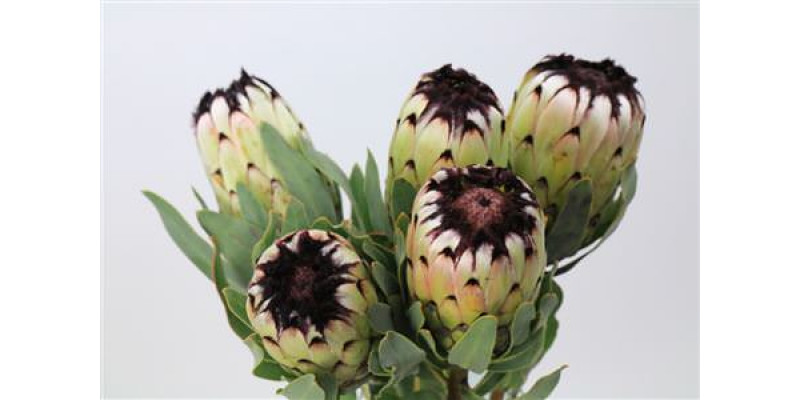 Protea Niobe 40cm A1