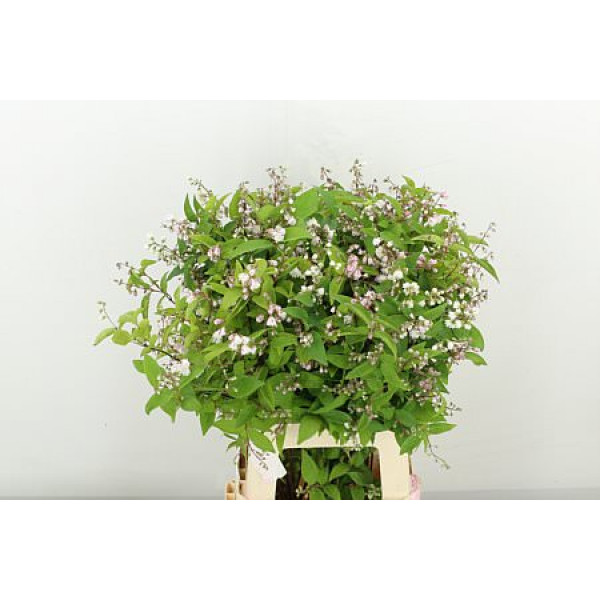 Deutzia Magical Spri 70cm A1