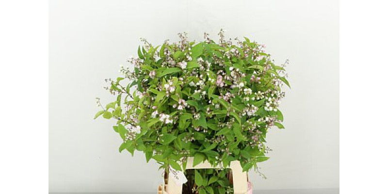 Deutzia Magical Spri 70cm A1