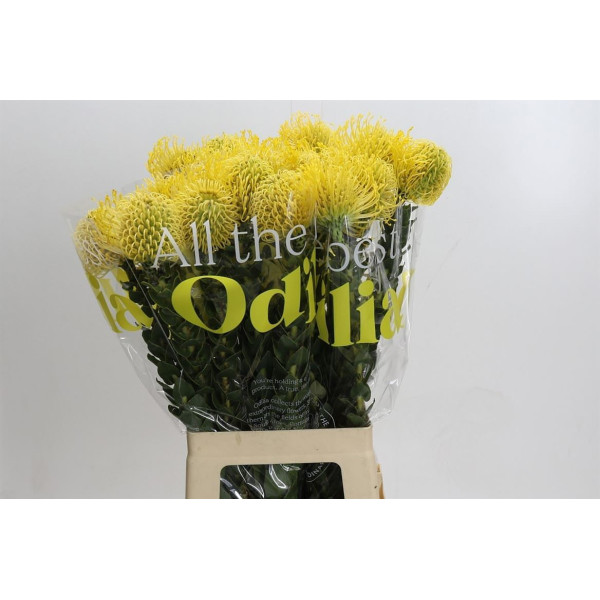 Nutans High Gold 70 cm A1
