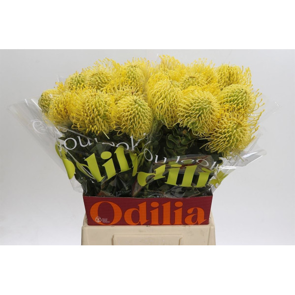 Nutans High Gold 50 cm A1
