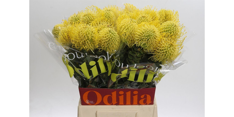Nutans High Gold 50 cm A1