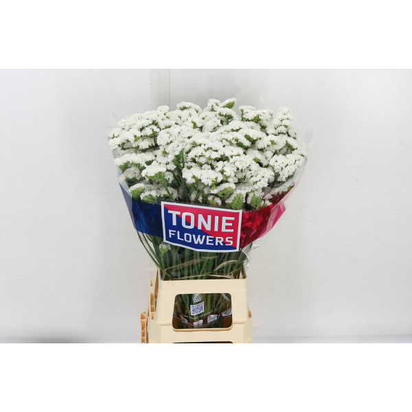 Limonium S Wh Starl Wings 80 A1White